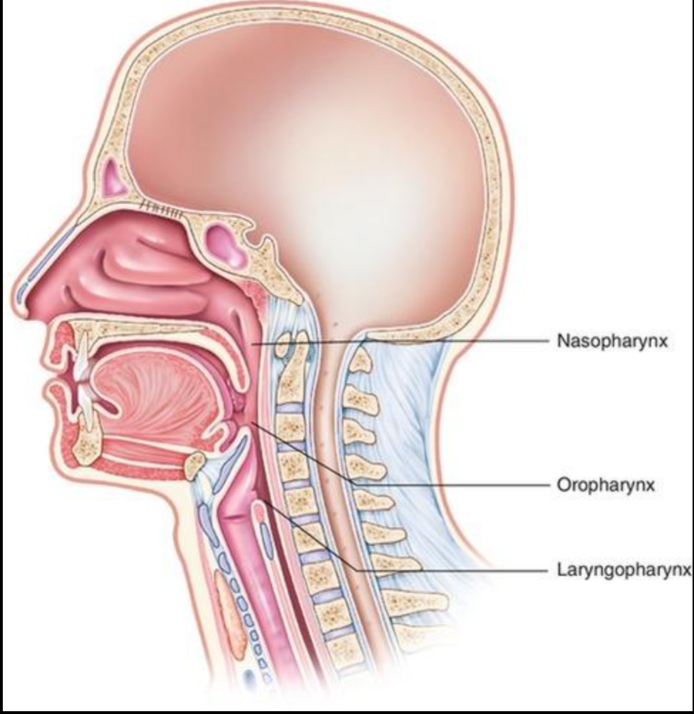 <ul><li><p class="w6asjq_TextBase _85PZeG_Text PDq2pG_selectionAnchorContainer">Muscular passageway shared by the respiratory and digestive systems.</p></li><li><p class="w6asjq_TextBase _85PZeG_Text">Nasopharynx: behind the nasal cavity.</p></li><li><p class="w6asjq_TextBase _85PZeG_Text">Oropharynx: behind the mouth.</p></li><li><p class="w6asjq_TextBase _85PZeG_Text">Laryngopharynx: lower region leading toward the larynx and esophagus.</p></li><li><p class="w6asjq_TextBase _85PZeG_Text">Enlarged adenoids may obstruct nasal airflow and contribute to mouth breathing.</p></li></ul><p></p>