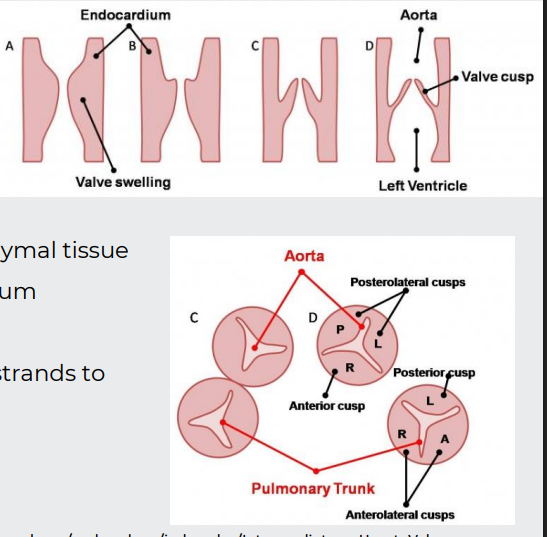 <p><span style="color: purple;"><strong>Aortic and pulmonary valves</strong> </span>form from swellings of mesenchymal tissue</p><p></p><p>Then remodelled to form thin-walled <span style="color: purple;">cusps</span></p><p></p><p><strong>The </strong><span style="color: purple;"><strong>atrioventricular valves</strong></span> form from the proliferation of mesenchymal tissue at the rim of the AV opening, attached to the myocardium</p><ul><li><p>Valves remodelled, but remain anchored by muscular strands to the ventricular walls</p></li></ul><p></p>