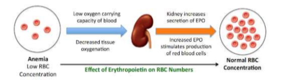 <p>erythropoietin/EPO (RBCs); thrombopoietin (platelets); colony stimulating factors/CSF and interleukins (WBCs)</p>