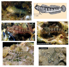 <p>Mystery blenny</p>