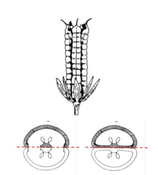 <p>splits along a septum</p>