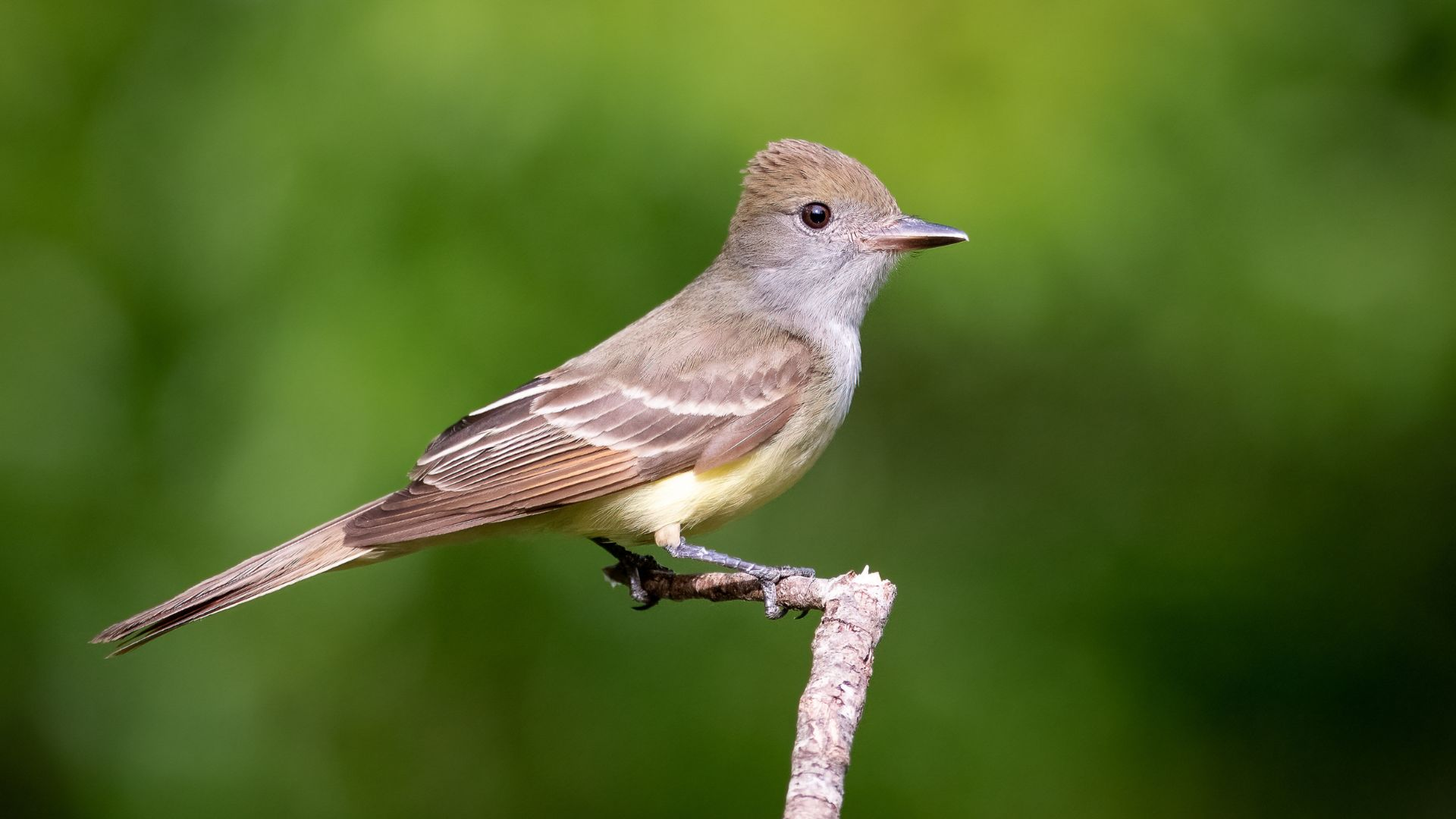 <p>Common name<br>Family</p>