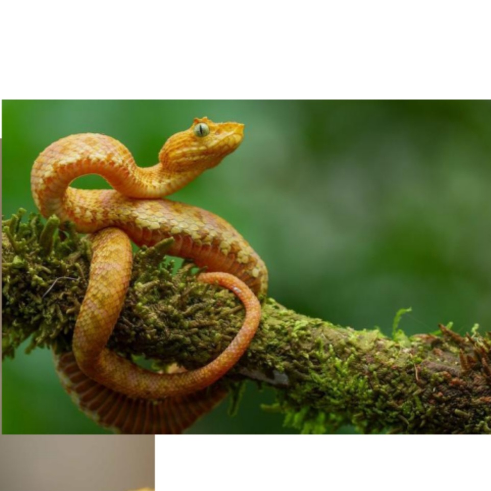 <p>name this animal</p>