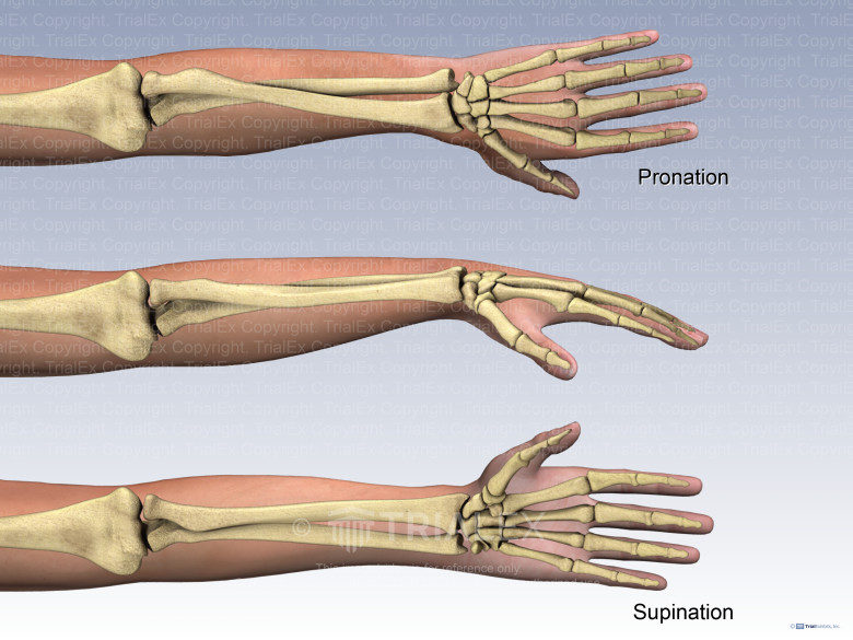 <p>Rotational movements of the forearm occurring at the radio-ulnar joints.</p>