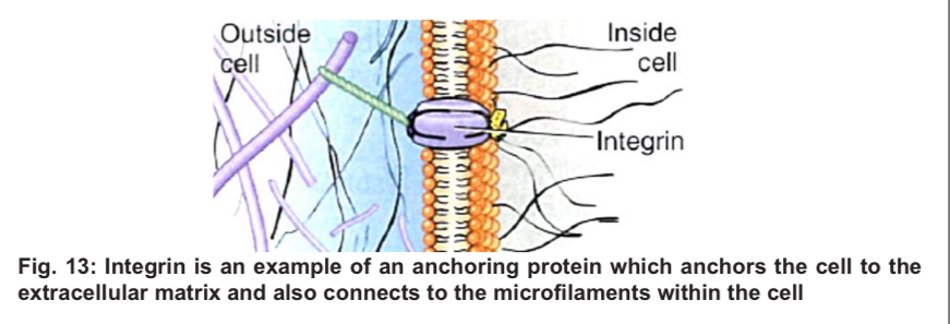 <ol><li><p><mark data-color="yellow" style="background-color: yellow; color: inherit;"><span>Anchorage</span></mark></p></li></ol><ul><li><p><strong><span>anchoring proteins</span></strong><span> attach the cell membrane to other substances, </span><strong><span>stabilise the position</span></strong><span> of the cell membrane and can help </span><strong><span>maintain cell shape</span></strong></p></li><li><p><span>anchoring proteins attached to the extracellular matrix can coordinate extracellular and intracellular changes</span></p><ul><li><p><span>on the </span><strong><span>cytoplasmic</span></strong><span> side, they are bound to </span><strong><span>microfilaments</span></strong><span> of the cytoskeleton</span></p></li><li><p><span>on the </span><strong><span>exterior</span></strong><span> side, they may attach the cell to fibres of the </span><strong><span>extracellular matrix</span></strong></p></li></ul></li><li><p><span>disruptions in cell-cell adhesion can contribute to metastasis stage of cancer</span></p></li></ul><p></p>