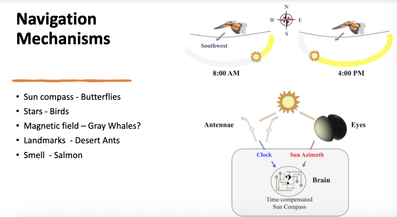 <p>ex: bee waggle dance… encodes direction and distance! </p><p>sea turtle navigation… uses earths magnetic field and natal homing </p>