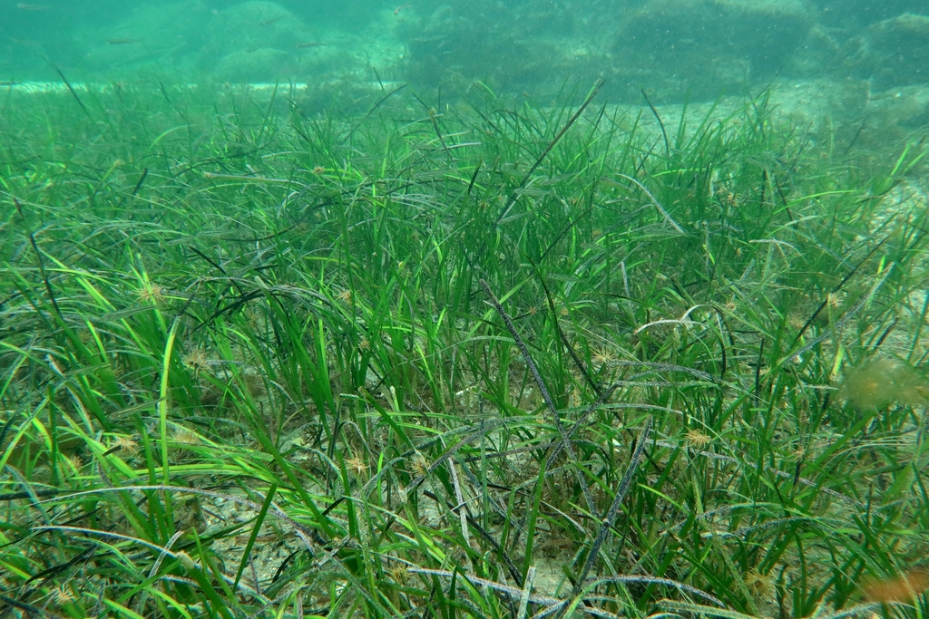 <p>Quelle est l’importance écologique des herbiers marins comme ceux de Zostera marina ?</p>