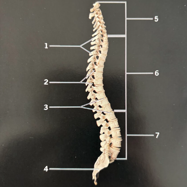 <p>What is this structure?</p>