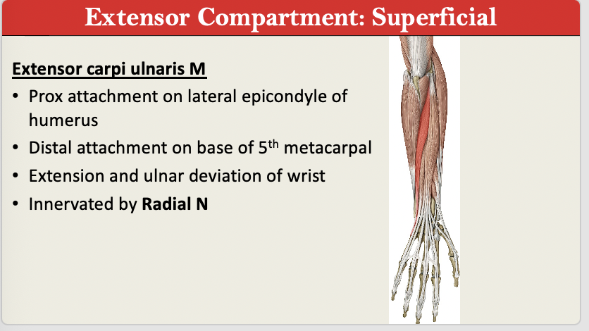 <p>M: Extend Wrist + Ulnar Deviation <br>N: Radial N<br>PA: Lat Epicodnyle<br>PD: Distal Attachment of MC 5<br>G: Extensor Superficial</p>