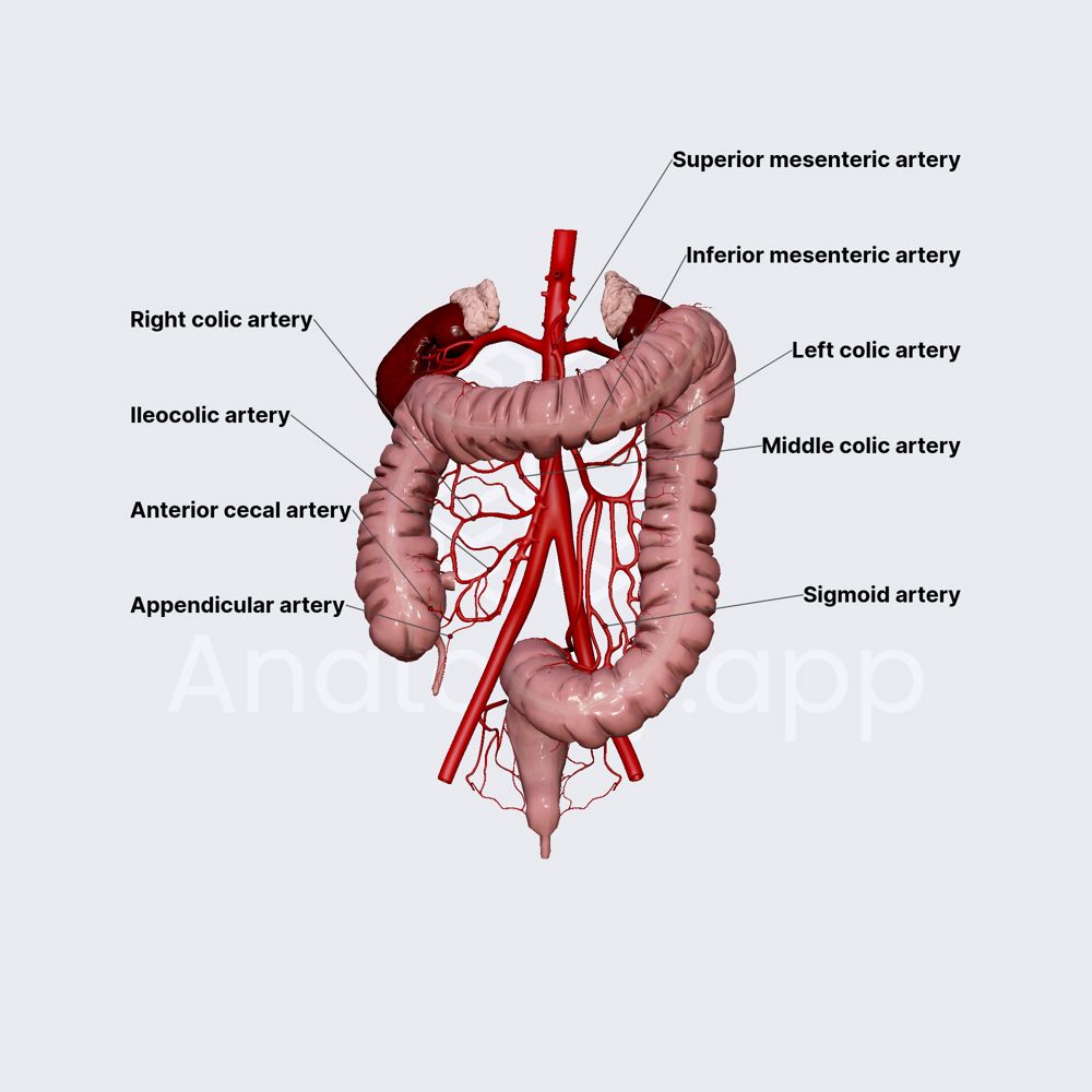<p>what is the blood supply to the large intestine?</p>
