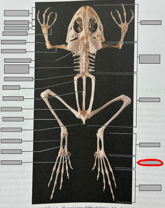 <p>What part of the organism is this?</p>