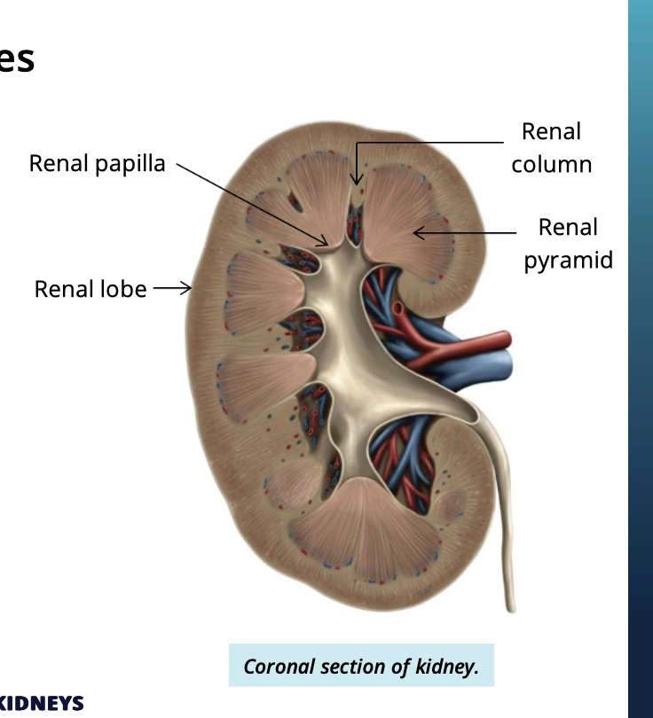 <p>The apex (tip) of the renal pyramid </p>