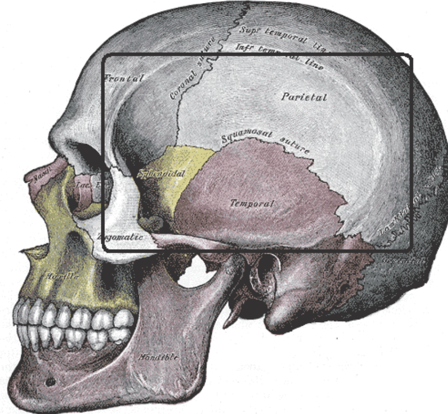 <p>A shallow depression </p><ul><li><p>Imagine pressing your thumb into a piece of soft clay, that smooth shallow dip left behind is a fossa</p></li><li><p>They are often used as smooth surfaces where another bone can rest to form a join, or where a muscle can sit comfortably</p></li></ul><p></p>