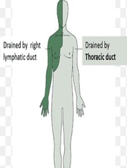 <p>Major vessels that collect lymph from nodes.</p>