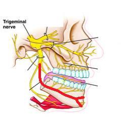 <p>travels through mandibular foramen to bring sensory information from the teeth</p>