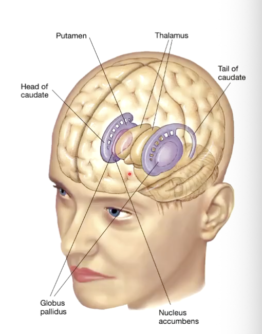 <ul><li><p class="Paragraph SCXO195843814 BCX0" style="text-align: left;"><span style="background-color: inherit; line-height: 19.55px; color: windowtext;">Cluster of interconnected nuclei</span><span style="line-height: 19.55px; color: windowtext;"> </span></p></li><li><p class="Paragraph SCXO195843814 BCX0" style="text-align: left;"><span style="background-color: inherit; line-height: 19.55px; color: windowtext;">Involved with motivation and movement</span><span style="line-height: 19.55px; color: windowtext;"> </span></p></li><li><p class="Paragraph SCXO195843814 BCX0" style="text-align: left;"><span style="background-color: inherit; line-height: 19.55px; color: windowtext;">May be responsible for movement vigour</span><span style="line-height: 19.55px; color: windowtext;"> </span></p></li><li><p class="Paragraph SCXO195843814 BCX0" style="text-align: left;"><span style="background-color: inherit; line-height: 19.55px; color: windowtext;">Responsible for suppressing motor activity</span><span style="line-height: 19.55px; color: windowtext;"> </span></p></li></ul><p></p>