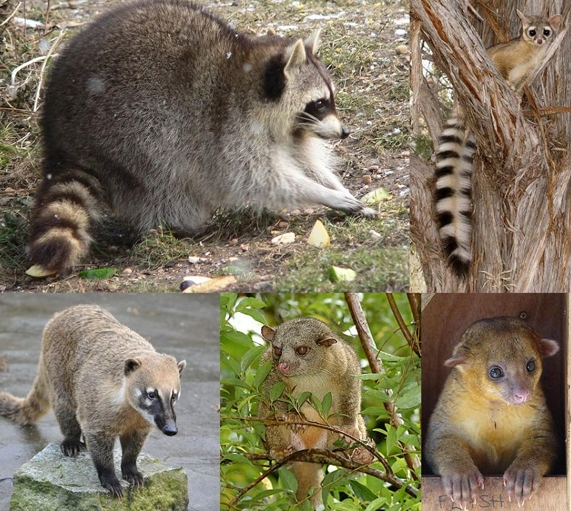 <p>What family: does the raccoons, coati, Kinkajou belong to?</p>