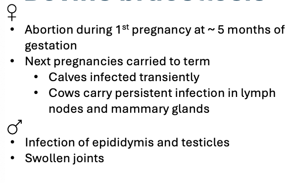 <p>Hard level: abortion storms (naive pregnant cows), decreased fertility, decreased milk production</p>