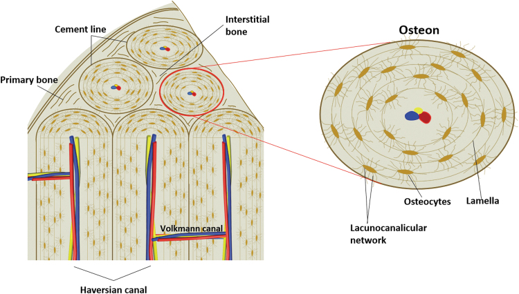 <p>is the structural unit of compact bone</p><p>– Consists of an elongated cylinder that runs parallel to</p><p>long axis of bone</p><p><span data-name="black_small_square" data-type="emoji">▪</span>Acts as tiny weight-bearing pillars</p><p>– An osteon cylinder consists of several rings of bone</p><p>matrix called lamellae</p><p><span data-name="black_small_square" data-type="emoji">▪</span>Lamellae contain collagen fibers that run in different</p><p>directions in adjacent rings</p><p><span data-name="black_small_square" data-type="emoji">▪</span>Withstands stress and resist twisting</p><p><span data-name="black_small_square" data-type="emoji">▪</span>Bone salts are found between collagen fibers</p>