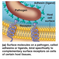 <p>Molecules found on the pathogen's surface that enable it to recognize and bind to host cells</p>