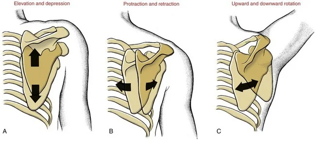 <p>Elevation/depression, protraction/retraction, upward/downward rotation</p>