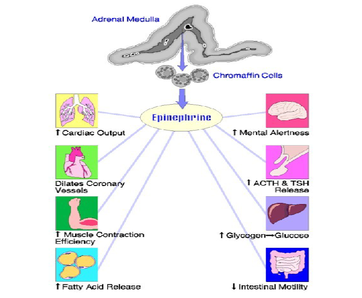 <ul><li><p>epinephrine and norepinephrine are secreted when the body encounters stresses (excitement, danger, anger, fear, injury, anxiety)</p></li></ul><p></p>