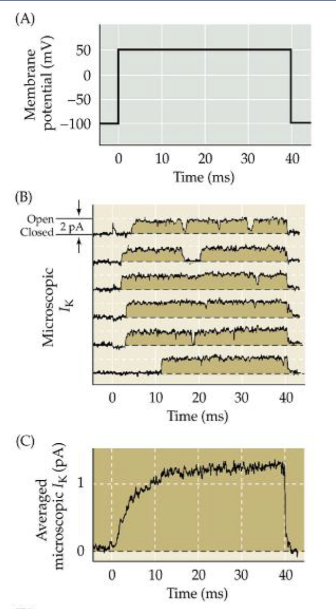 <p>K+ channel behavior</p>