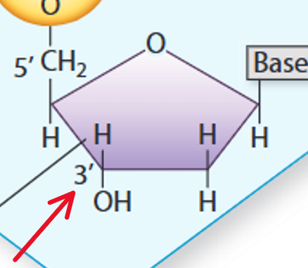 <p>A nucleotide at the <strong>bottom</strong> with a 3’<strong> hydroxyl</strong> group free</p>