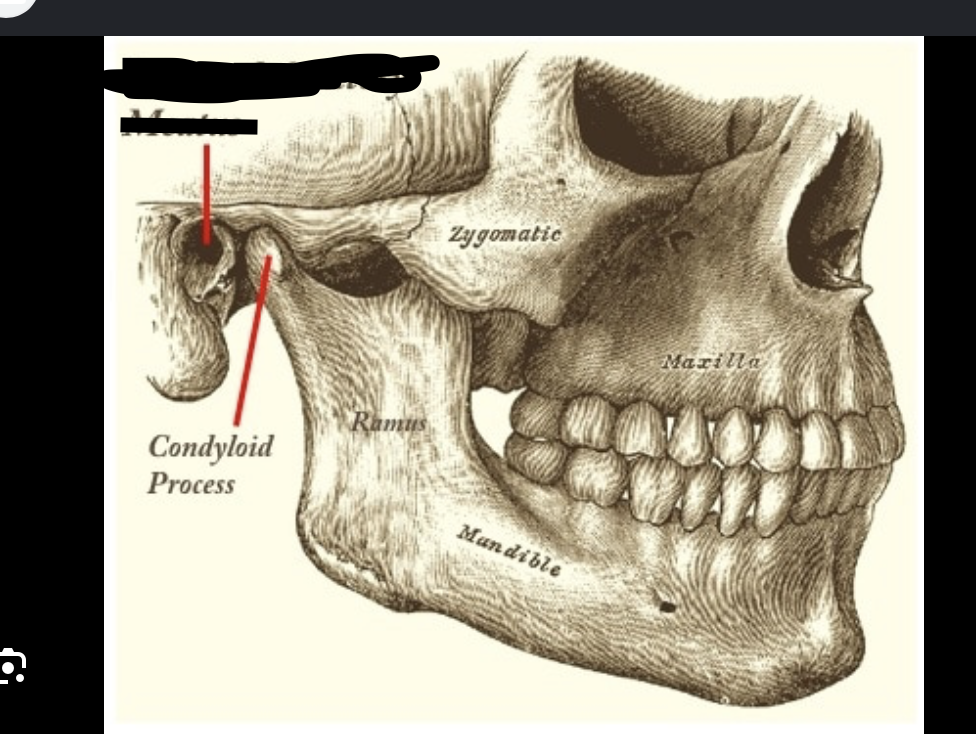 <p> hole for ear</p>