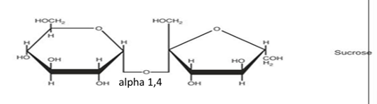 <ul><li><p><span>Glucose + fructose</span></p></li><li><p><span><u>Alpha 1,4 glycosidic bond</u></span></p></li><li><p><span>Found in table sugar (sugar in food = sucrose)</span></p></li><li><p><span><u>Nonreducing sugar</u></span></p></li><li><p><span>Broken down by <u>sucrase</u></span></p></li></ul><p></p>
