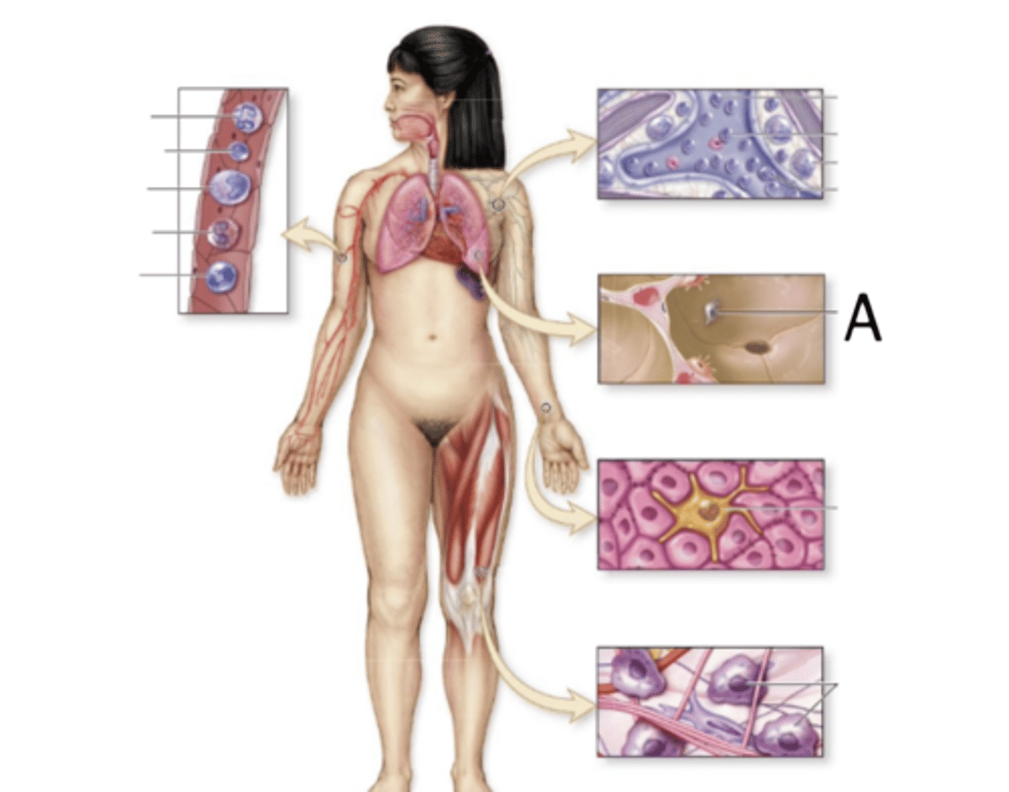<p>Macrophages</p>