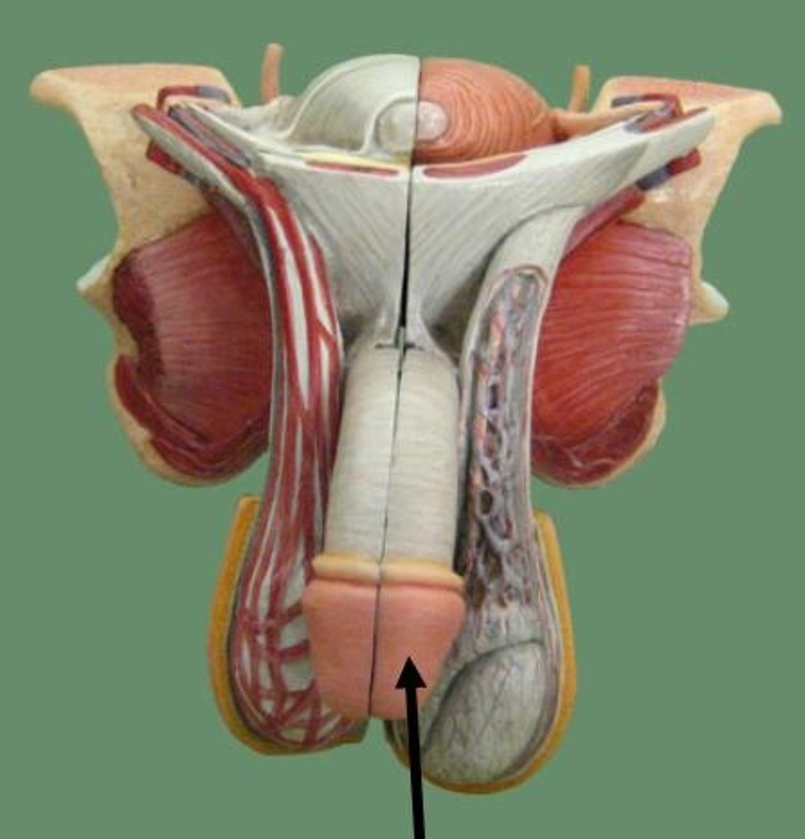 <p>the conical mass of erectile tissue that forms the head of the penis</p>