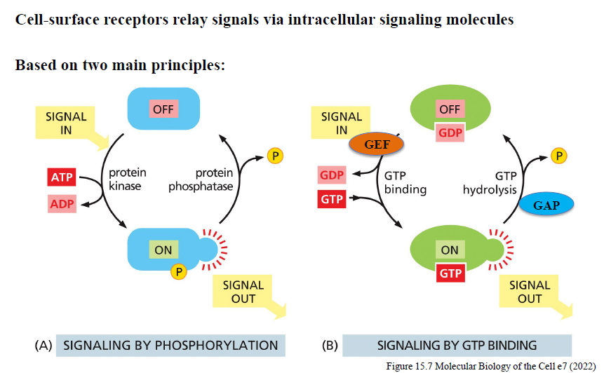 <p>Protein kinases overfører fosfat fra ATP til målproteiner og ændrer deres aktivitet.</p><p>Protein phosphatases fjerner fosfatgrupper igen.</p><p>Balancen mellem kinase- og phosphataseaktivitet bestemmer signaling-outputtet.</p>