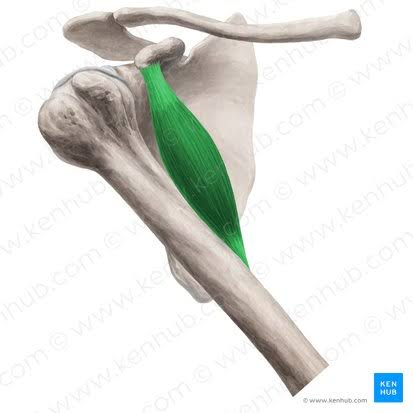 <p>Distal attachment of coracobrachialis</p>
