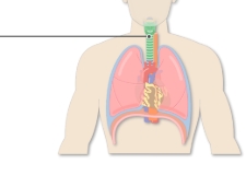 <p>Also known as windpipe, connects larynx to the bronchi of the lungs- allows passage of air </p>