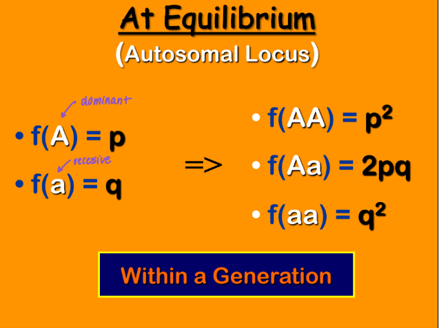 <p>At equilibrium review </p>