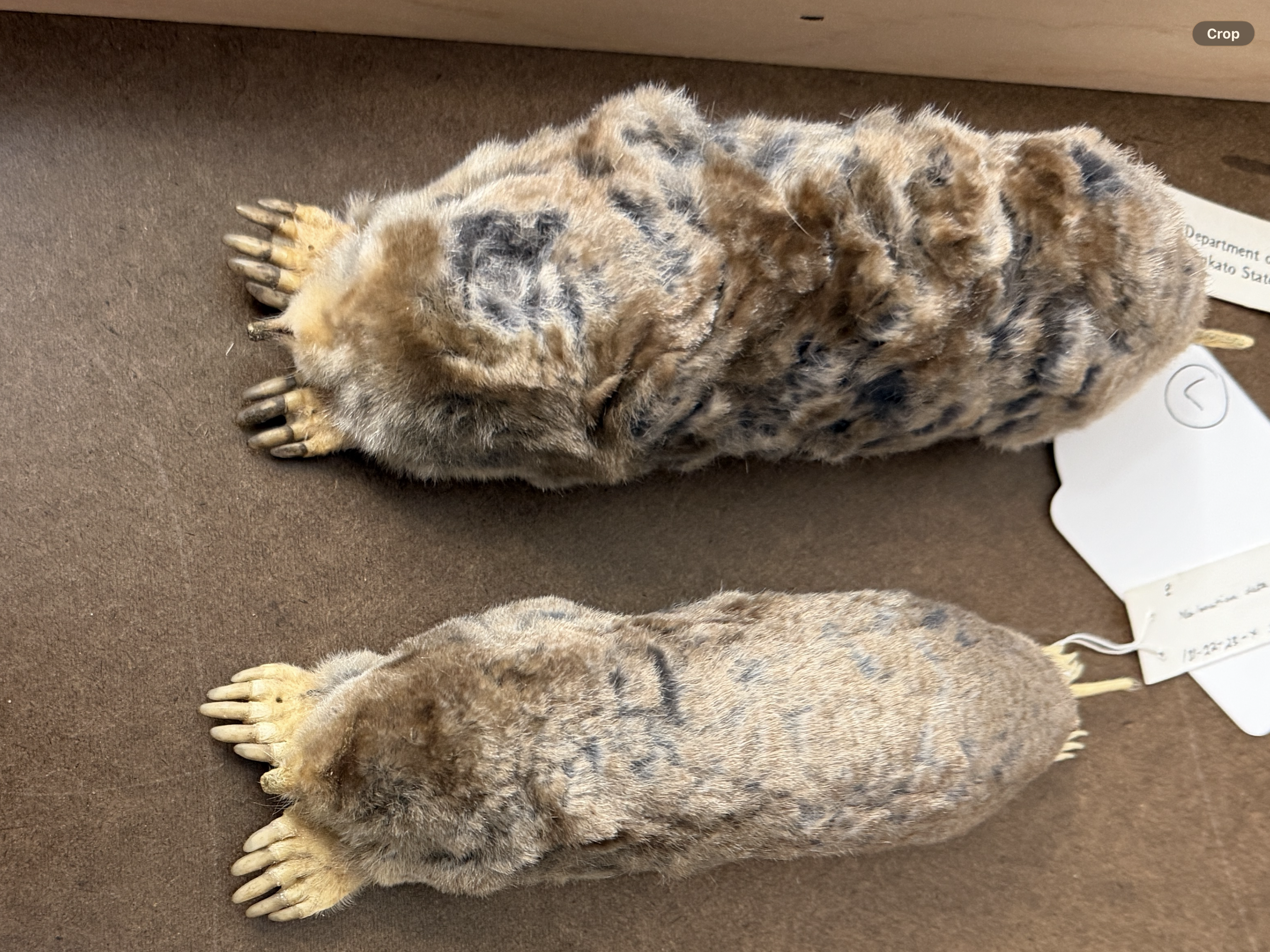 <p>Silvery, soft fur</p>