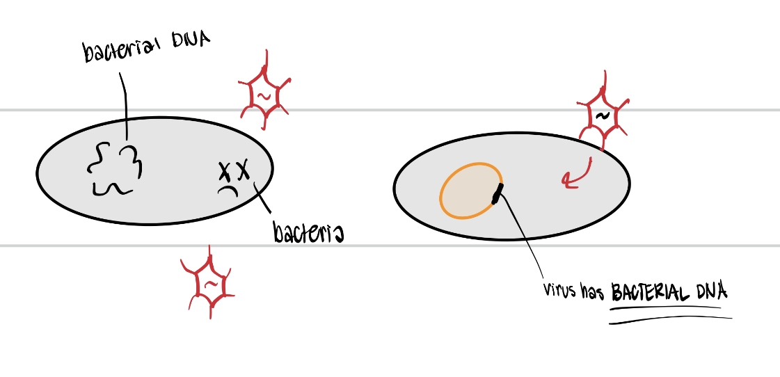 <p>A virus accidentally picks up random bacterial DNA and carries it to another bacterium</p><p>Essentially, a virus packages a dead bacteria’s DNA instead of viral DNA </p>
