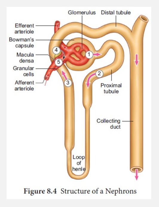 <p>Filtrate, tubular fluid, and urine flow (pt 2)</p>