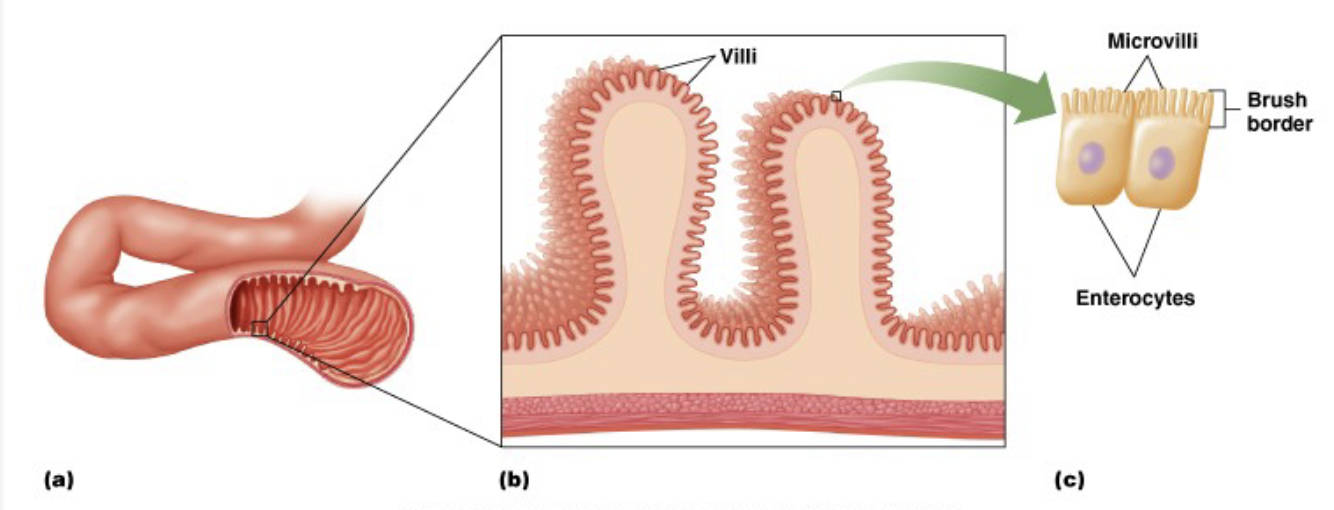 <p>increased surface area</p><ul><li><p>more places for transporters, channels, enzymes to digest</p></li></ul><ul><li><p>mucosal folds in the stomach/intestines</p></li><li><p>spiral valves</p></li><li><p>villi covered with epithelial cells sealed off by tight junctions </p><ul><li><p>enterocytes, forces things to go through the cells instead of around them, covered in microvilli)</p></li></ul></li></ul><p></p>