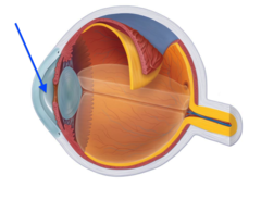 <p>provides nutrients to cornea, lens</p>