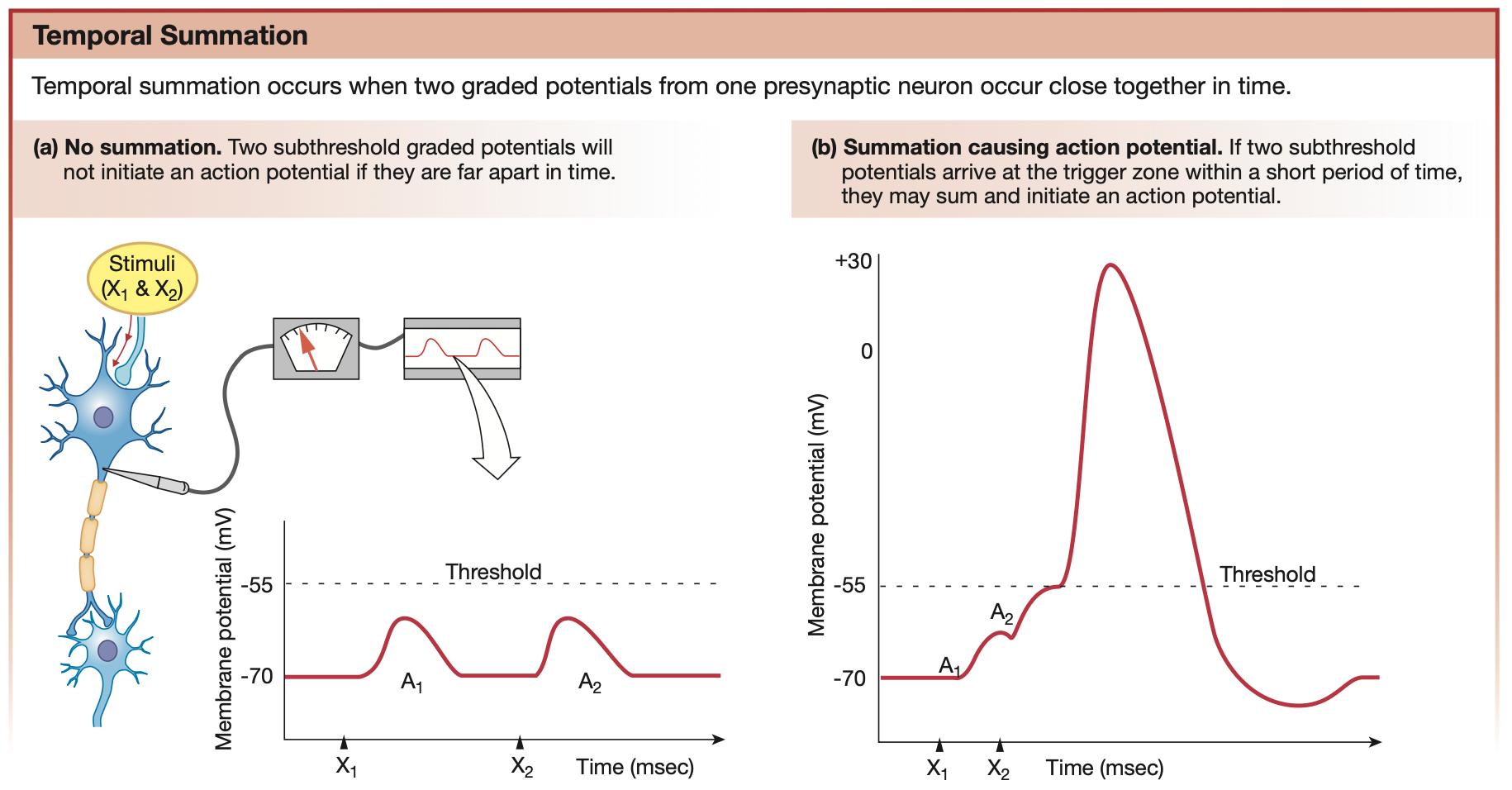 <p>Graded potentials that happen <mark data-color="blue" style="background-color: blue; color: inherit;">close enough in time</mark> together can summate to reach the threshold potential and trigger an action potential</p>