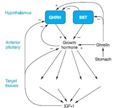 <p>Stimulated by Ghrelin (stomach hormone)</p><p>Inhibited by Somatostatin (hypothalamus) &amp; IGF-1 (Insulin-like growth factor 1)(liver)</p>