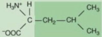 <p>A neutral, nonpolar amino acid with the three-letter abbreviation Leu and single-letter code L.</p>