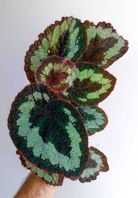 <p>large genus of flowering plants known for their colorful leaves & flowers</p>