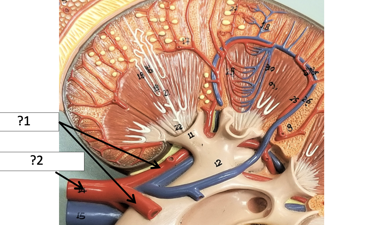 <p>2 Name the arteries?</p>