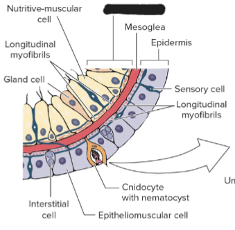 <p>What germ layer is this?</p>