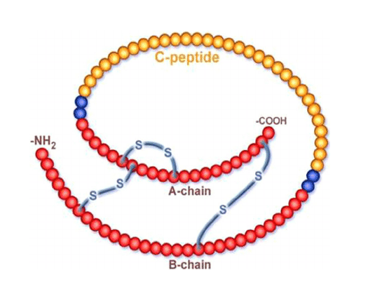 <p>insulin</p>
