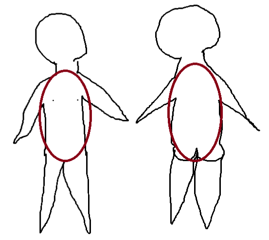 <p>Torso region</p>