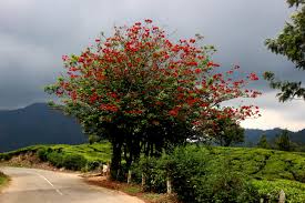 <p>Native to the Philippines and widely distributed across tropical Asia and the Pacific; conservation status: not endangered. Most easily identified by its bright coral-red to orange-red pea-shaped flowers borne in upright spikes and its distinctive thorny branches, making it a highly visible seasonal flowering tree in tropical landscapes.</p><p>A small to medium deciduous tree typically growing 8–15 meters tall with a spreading, irregular crown about 6–12 meters wide. Trunk is 0.3–0.8 meters in diameter with light gray bark and scattered conical thorns, especially on younger stems. It develops a moderate taproot with lateral roots and is fairly adaptable to coastal and disturbed soils. Branching begins above human height, forming an open, irregular canopy. Leaves are compound and trifoliate, with broad ovate leaflets (8–20 cm long), smooth margins, and pinnate venation. Flowers are bright red to orange-red, pea-like, arranged in dense erect racemes that appear before or during leaf emergence. Fruits are long, dark brown to black pods containing several seeds that are dispersed mainly by birds and gravity.</p><p>Widely used as a flowering ornamental, shade tree, and traditional medicinal plant; however, seeds and bark contain toxic alkaloids and should not be consumed. In landscape applications, it is best suited for parks, large gardens, and avenue planting where its dramatic flowering display can be showcased; it should be kept away from high-traffic pedestrian areas due to thorny branches and toxicity, but works well as a seasonal focal and biodiversity-supporting tree in tropical landscapes.</p>